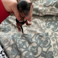 Pauletta, a female Yorkshire Terrier for sale in Elmira, NY – Photo 3 of 10