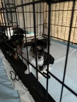 Pauletta, a female Yorkshire Terrier for sale in Elmira, NY – Photo 8 of 10