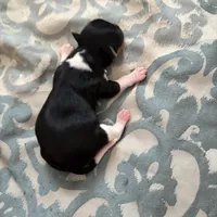 Pauletta, a female Yorkshire Terrier for sale in Elmira, NY – Photo 1 of 10