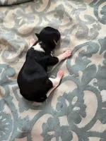 Pauletta, a female Yorkshire Terrier for sale in Elmira, NY – Photo 1 of 6