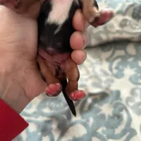 Pauletta, a female Yorkshire Terrier for sale in Elmira, NY – Photo 2 of 10