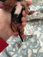 Pauletta, a female Yorkshire Terrier for sale in Elmira, NY – Photo 2 of 6