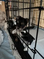 Pauletta, a female Yorkshire Terrier for sale in Elmira, NY – Photo 10 of 10