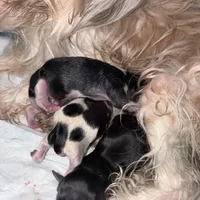 Pauletta, a female Yorkshire Terrier for sale in Elmira, NY – Photo 5 of 10