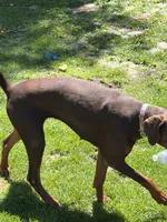 Willow, a female Doberman Pinscher for sale in Elmira, NY – 6 of 8