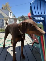 Willow, a female Doberman Pinscher for sale in Elmira, NY – 7 of 8