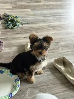 Abbey , a female Yorkshire Terrier for sale in Elmira, NY – 9 of 10