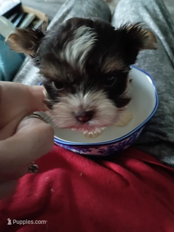 Florentine – Yorkshire Terrier puppy for sale in Elmira, NY
