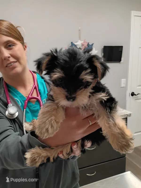 Alana – Yorkshire Terrier puppy for sale in Elmira, NY