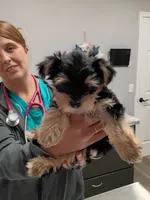 Alana, a female Yorkshire Terrier for sale in Elmira, NY – 1 of 3