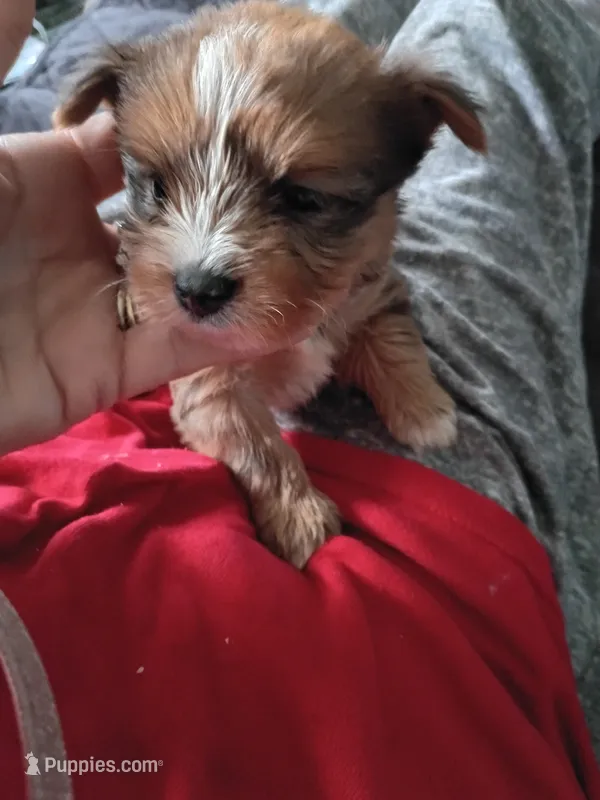 Dixson – Yorkshire Terrier puppy for sale in Elmira, NY