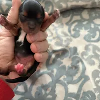 Abbey , a female Yorkshire Terrier for sale in Elmira, NY – Photo 4 of 10