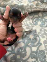 Abbey , a female Yorkshire Terrier for sale in Elmira, NY – Photo 4 of 5