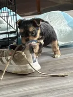 Abbey , a female Yorkshire Terrier for sale in Elmira, NY – Photo 10 of 10