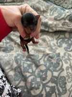 Abbey , a female Yorkshire Terrier for sale in Elmira, NY – Photo 3 of 5