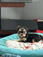 Abbey , a female Yorkshire Terrier for sale in Elmira, NY – Photo 9 of 10