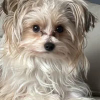 Abbey , a female Yorkshire Terrier for sale in Elmira, NY – Photo 5 of 10