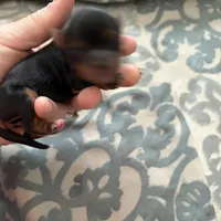 Abbey , a female Yorkshire Terrier for sale in Elmira, NY – Photo 2 of 10