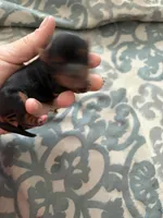 Abbey , a female Yorkshire Terrier for sale in Elmira, NY – Photo 2 of 5