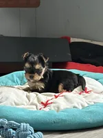 Abbey , a female Yorkshire Terrier for sale in Elmira, NY – 3 of 10