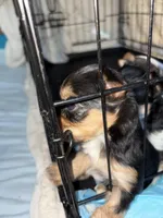 Abbey , a female Yorkshire Terrier for sale in Elmira, NY – Photo 6 of 10