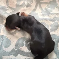 Abbey , a female Yorkshire Terrier for sale in Elmira, NY – Photo 1 of 10