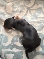 Abbey , a female Yorkshire Terrier for sale in Elmira, NY – Photo 1 of 5