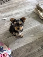 Abbey , a female Yorkshire Terrier for sale in Elmira, NY – 1 of 10