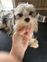 Abbey , a female Yorkshire Terrier for sale in Elmira, NY – Photo 8 of 10