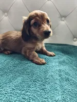 Drake, a male Miniature Dachshund for sale in Auxvasse, MO – 1 of 2
