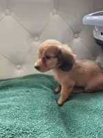 Sasha, a female Miniature Dachshund for sale in Auxvasse, MO – 1 of 2