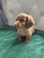 River, a male Miniature Dachshund for sale in Auxvasse, MO – 2 of 2