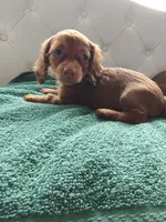 Summer, a female Miniature Dachshund for sale in Auxvasse, MO – 2 of 2
