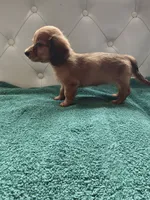 Sasha, a female Miniature Dachshund for sale in Auxvasse, MO – 2 of 2