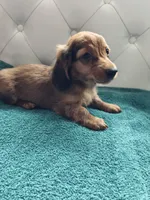 Drake, a male Miniature Dachshund for sale in Auxvasse, MO – 2 of 2