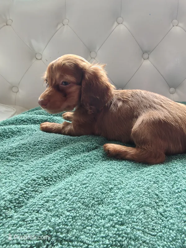 Summer – Miniature Dachshund puppy for sale in Auxvasse, MO