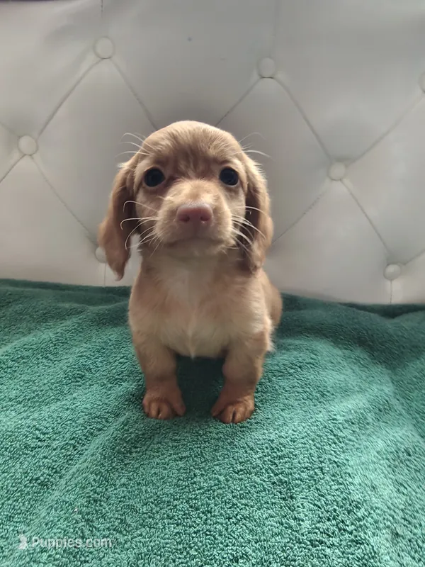 River – Miniature Dachshund puppy for sale in Auxvasse, MO