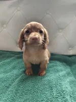 River, a male Miniature Dachshund for sale in Auxvasse, MO – 1 of 2