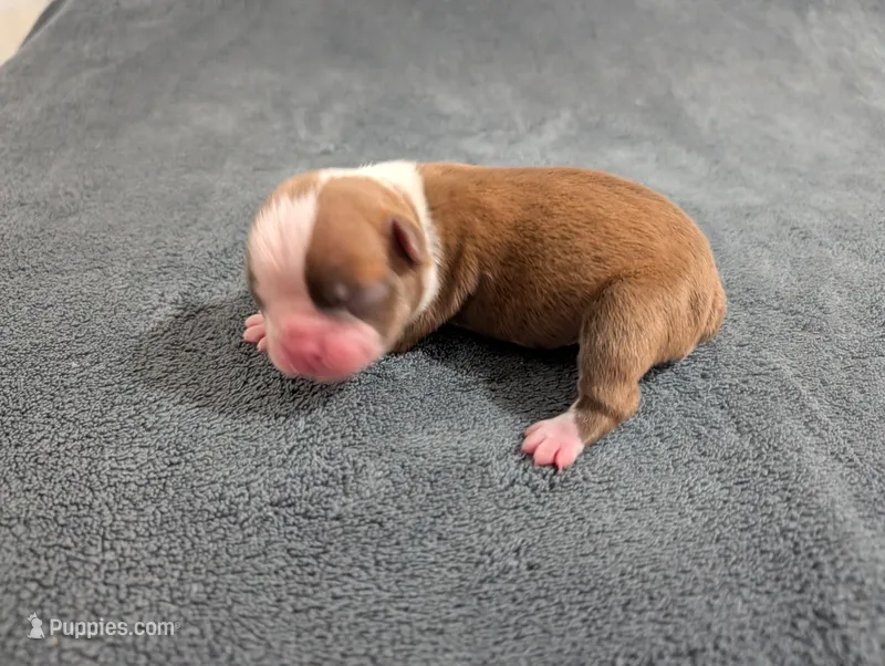 Tinker – Boston Terrier puppy for sale in Honea Path, SC