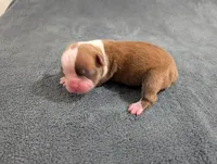 Tinker, a male Boston Terrier for sale in Honea Path, SC – 6 of 8