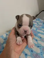 Tinker, a male Boston Terrier for sale in Honea Path, SC – 4 of 6