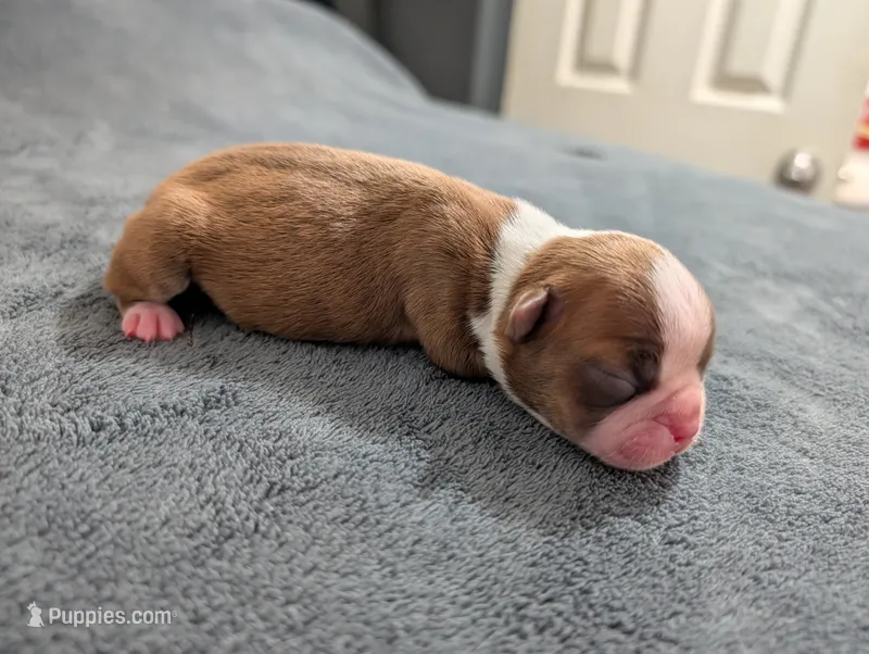 Tinker – Boston Terrier puppy for sale in Honea Path, SC