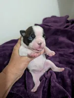 Spot, a male Boston Terrier for sale in Honea Path, SC – 4 of 8