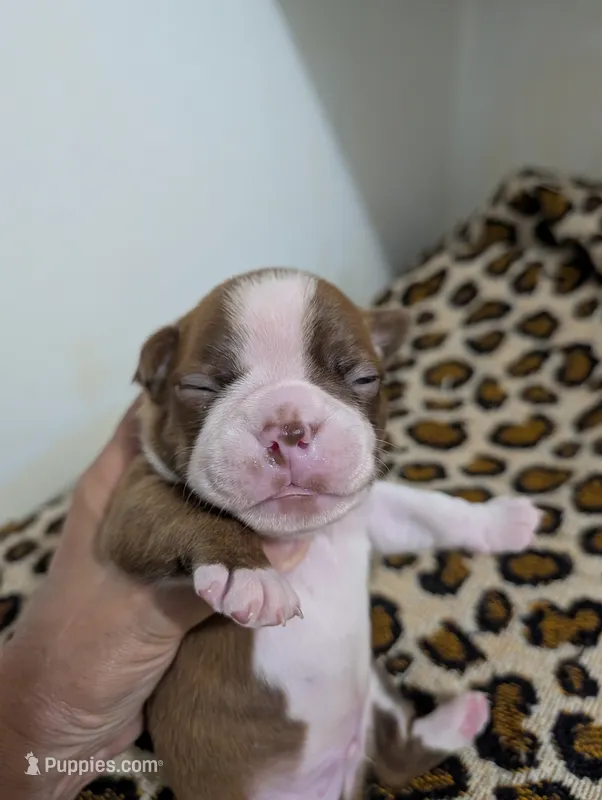 Tinker – Boston Terrier puppy for sale in Honea Path, SC