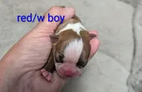 Tinker, a male Boston Terrier for sale in Honea Path, SC – 2 of 8