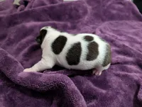 Spot, a male Boston Terrier for sale in Honea Path, SC – 6 of 8