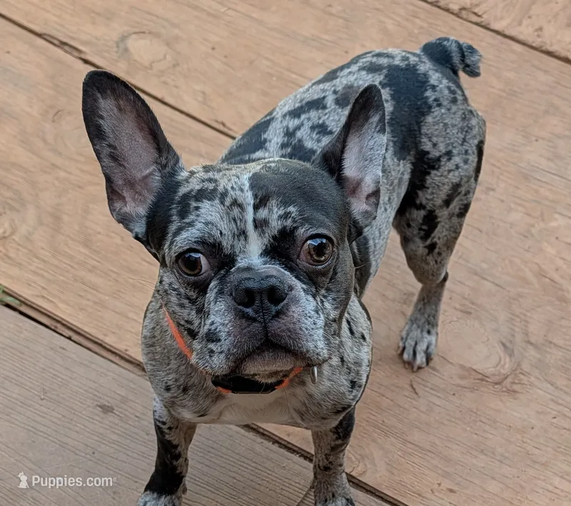 Alfredo – Frenchton puppy for sale in Honea Path, SC