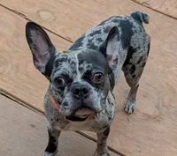 Alfredo, a male Frenchton for sale in Honea Path, SC – 1 of 1