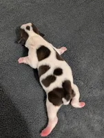 Spots, a male Boston Terrier for sale in Honea Path, SC – 2 of 9