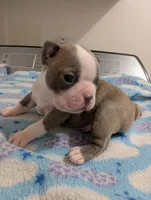 Tinker, a male Boston Terrier for sale in Honea Path, SC – 2 of 6